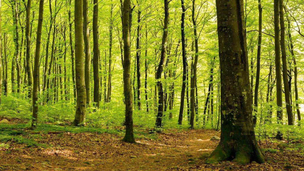 Environment policy at Accon